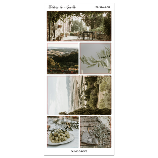 OLIVE GROVE